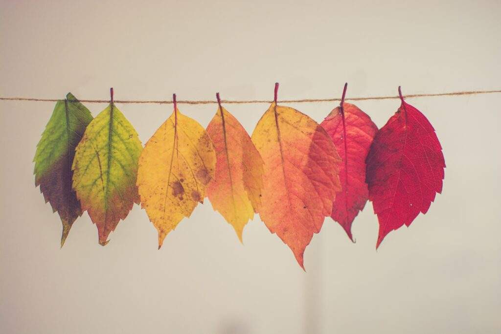 MultiColored Leaves Original